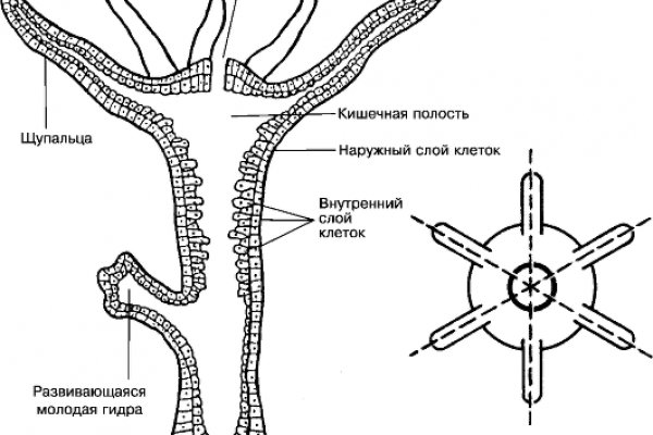 Магазин кракен как попасть