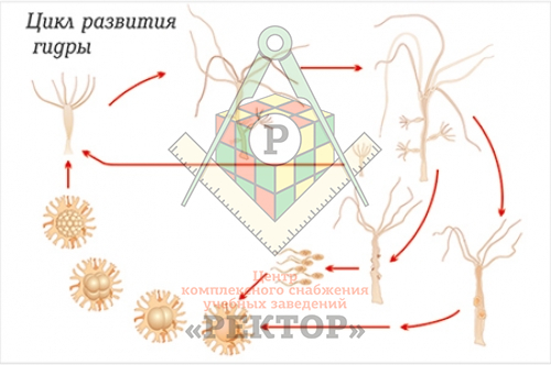 Кракен что можно купить